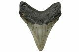 Serrated, Fossil Megalodon Tooth - North Carolina #272526-1